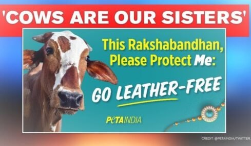 Billboards placed by PETA India