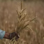 India defends wheat export ban