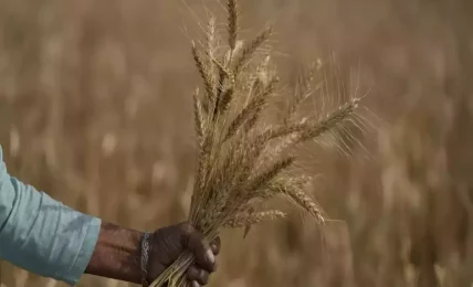 India defends wheat export ban